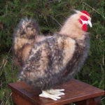 Stuffed Araucana Hen
