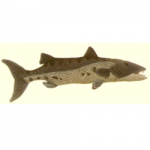 Plush Stuffed Cabin Critters Barracuda