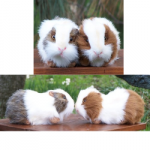 Plush Stuffed Realistic Guinea Pigs